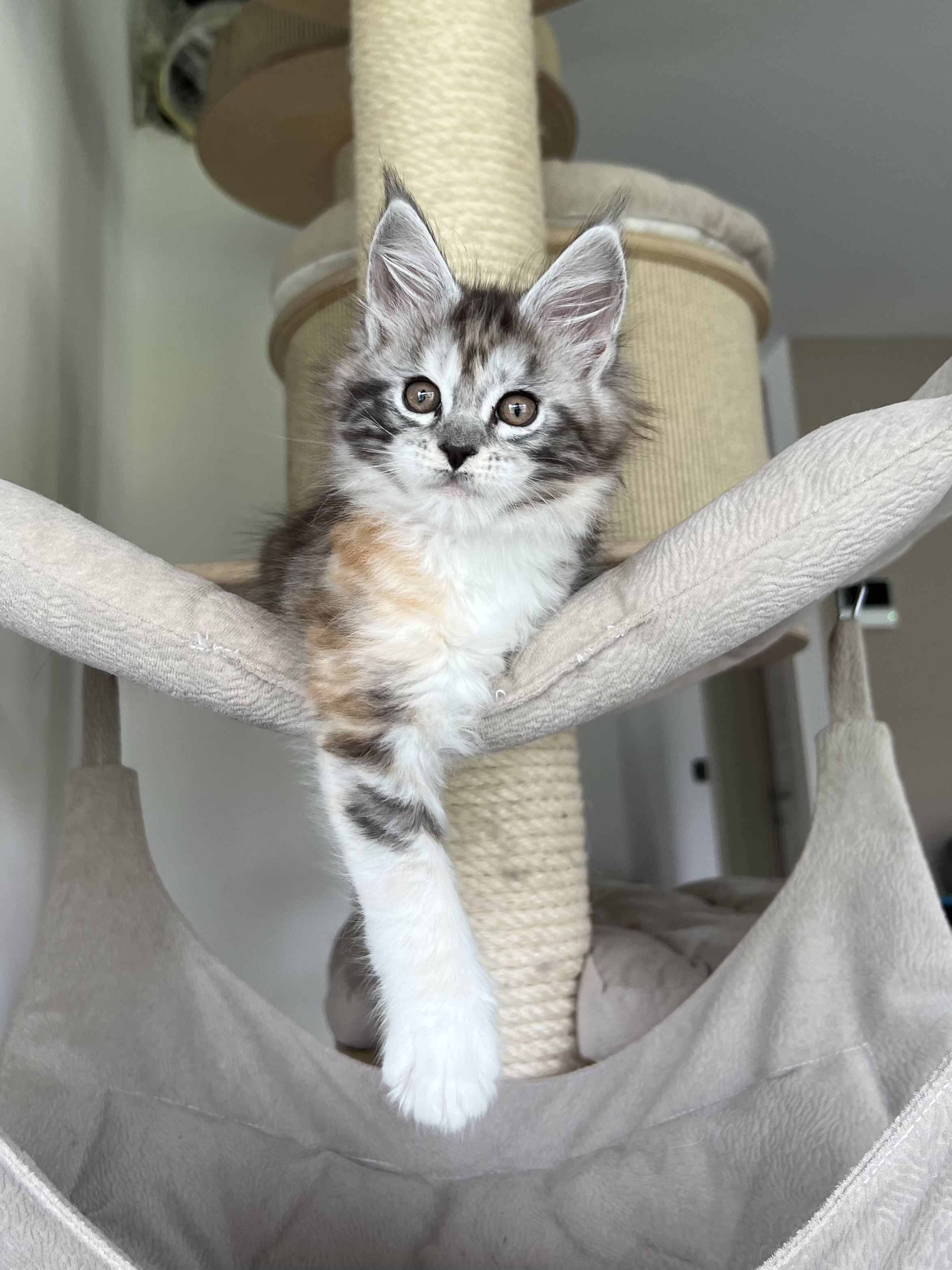 Lyliana