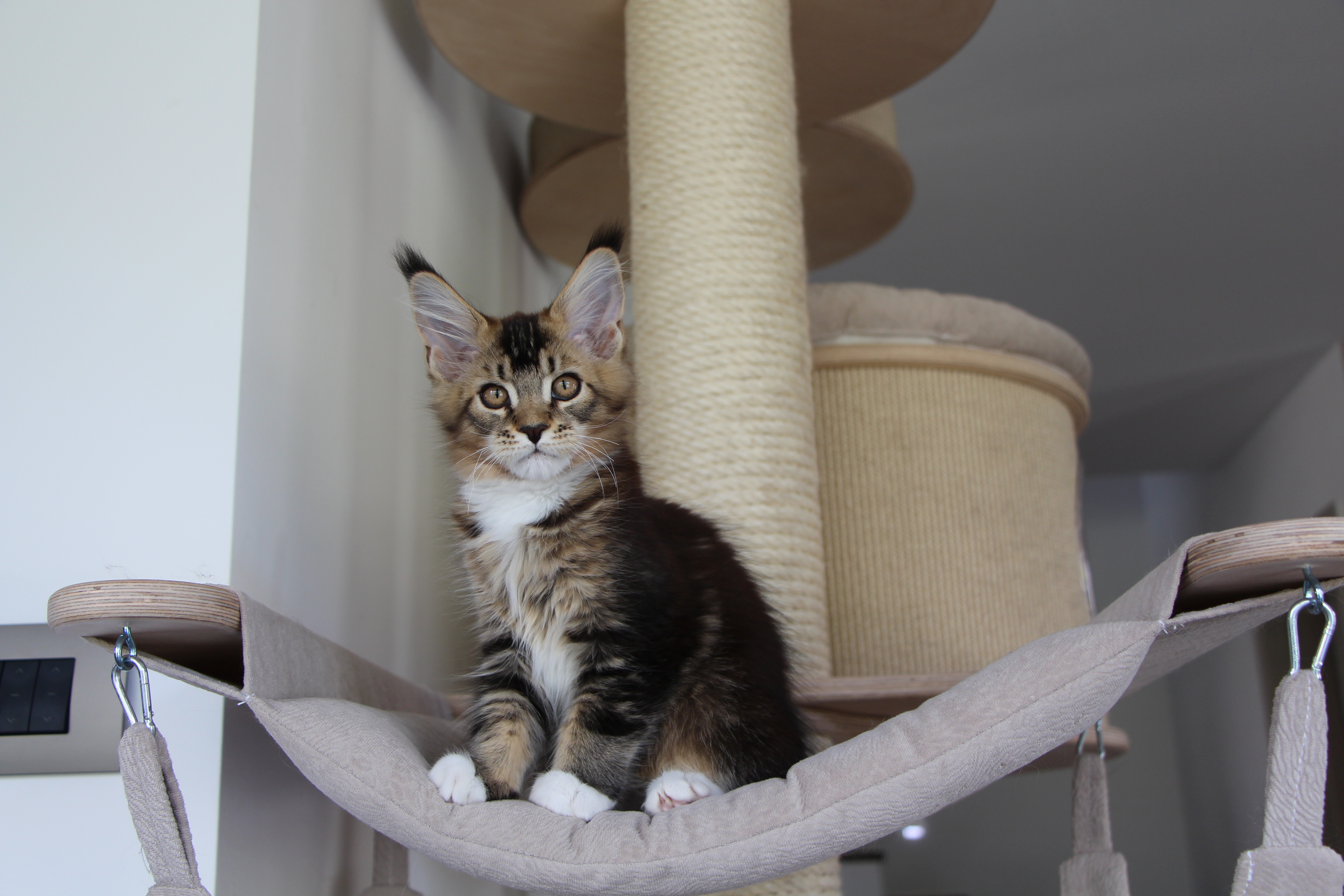 Irena