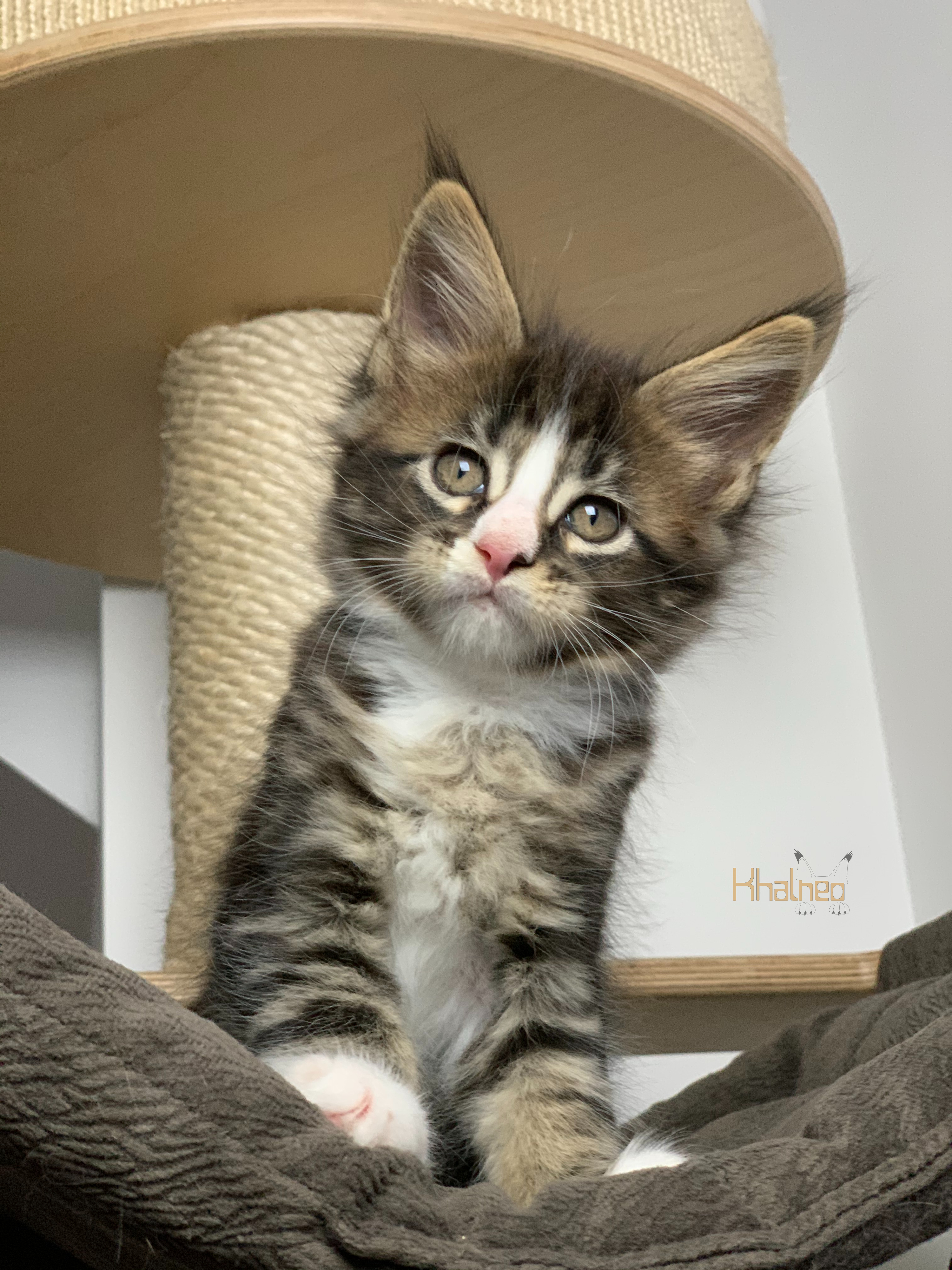 gizmo